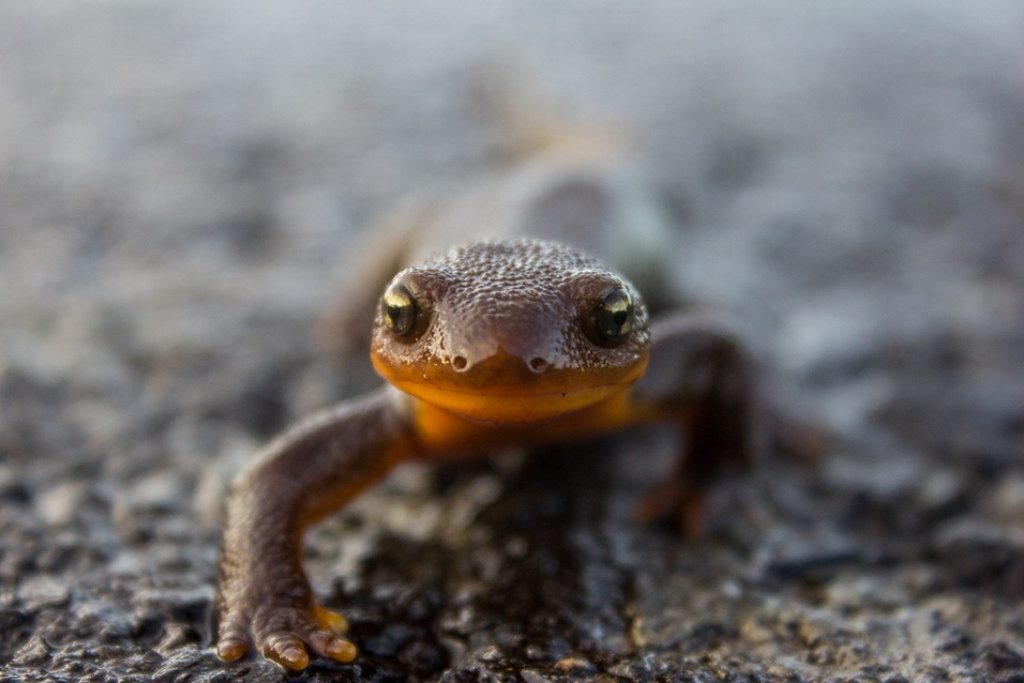 Fotografera vilda djur - från fåglar till stora rovdjur